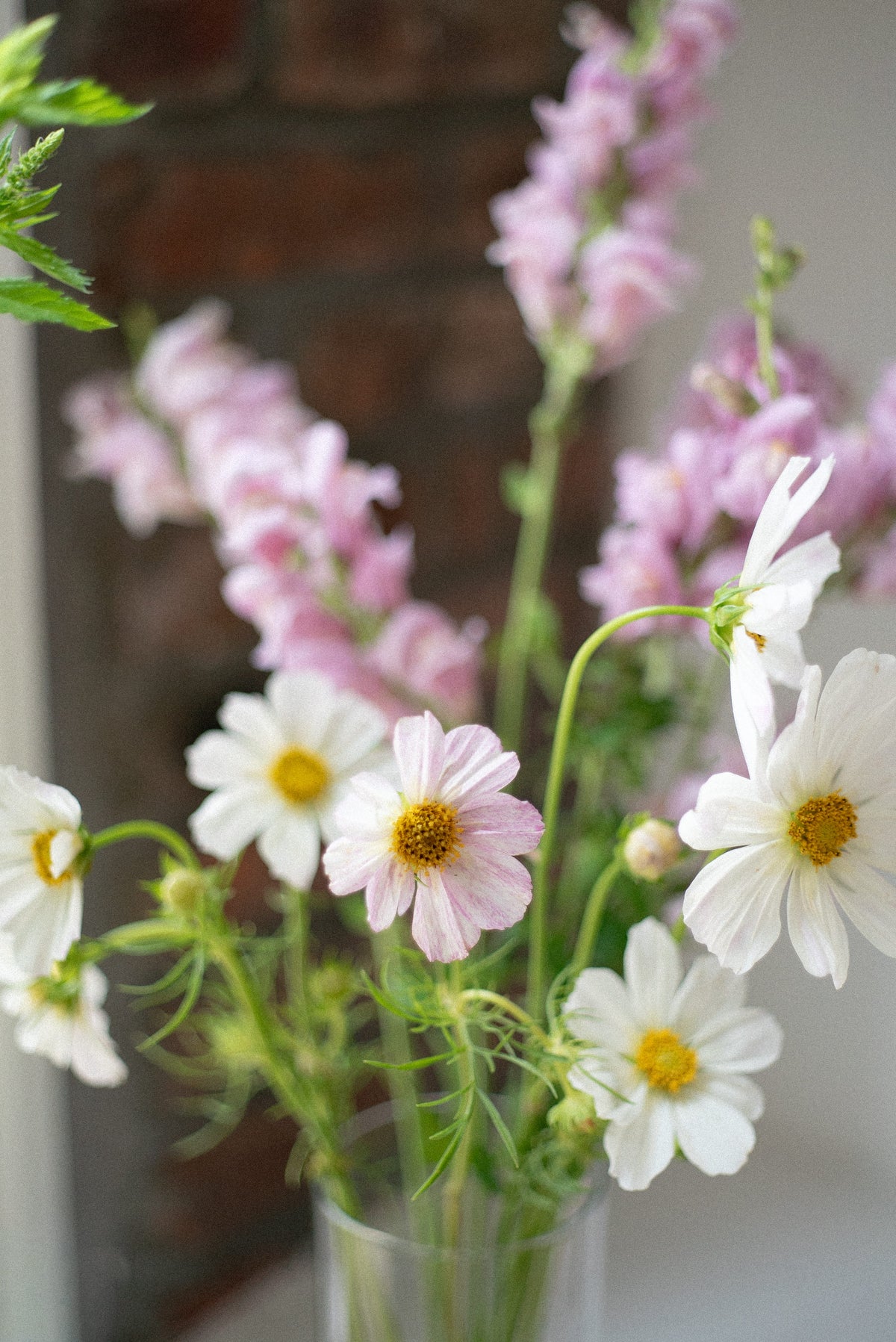 A vase filled with white and pink cosmos, and pink snapdragons, against a softly blurred brick wall background.