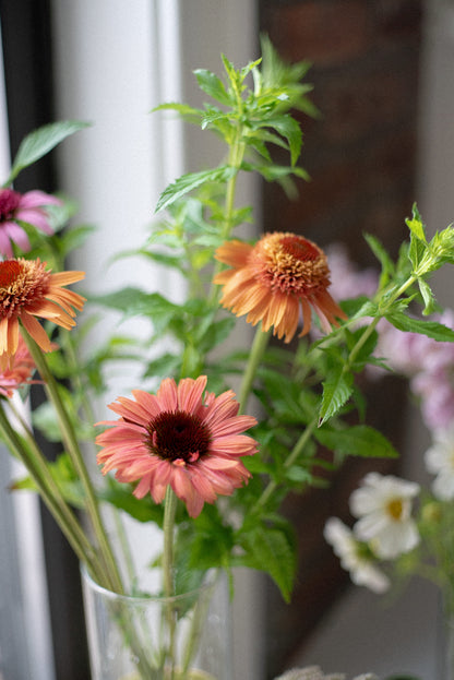 A clear glass vase holding a bouquet of coral and orange echinacea, and fresh mint, set against a softly blurred background.